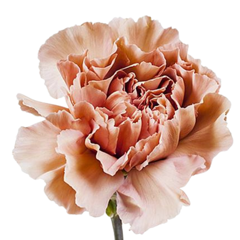 Carnation caramel