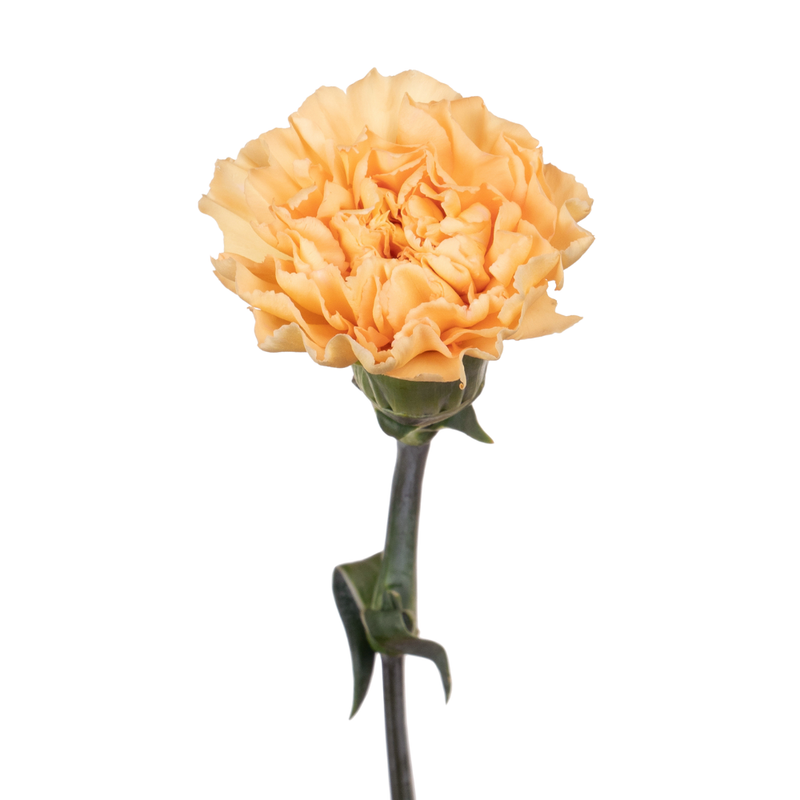 Carnation champagne