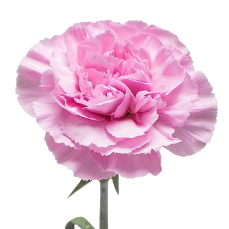 Carnation clearwater