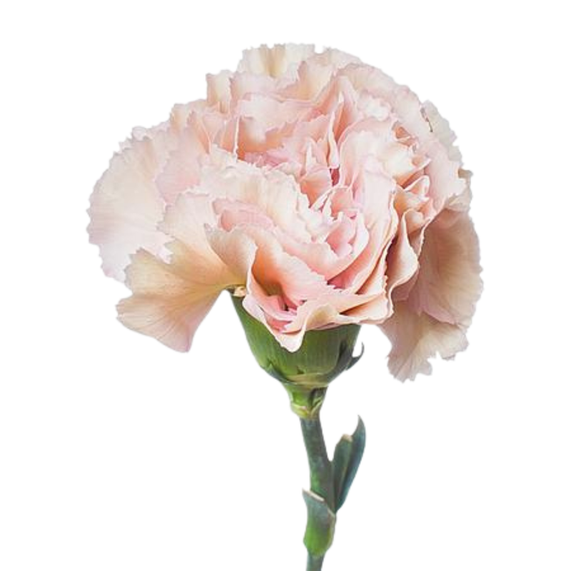 Carnation creola