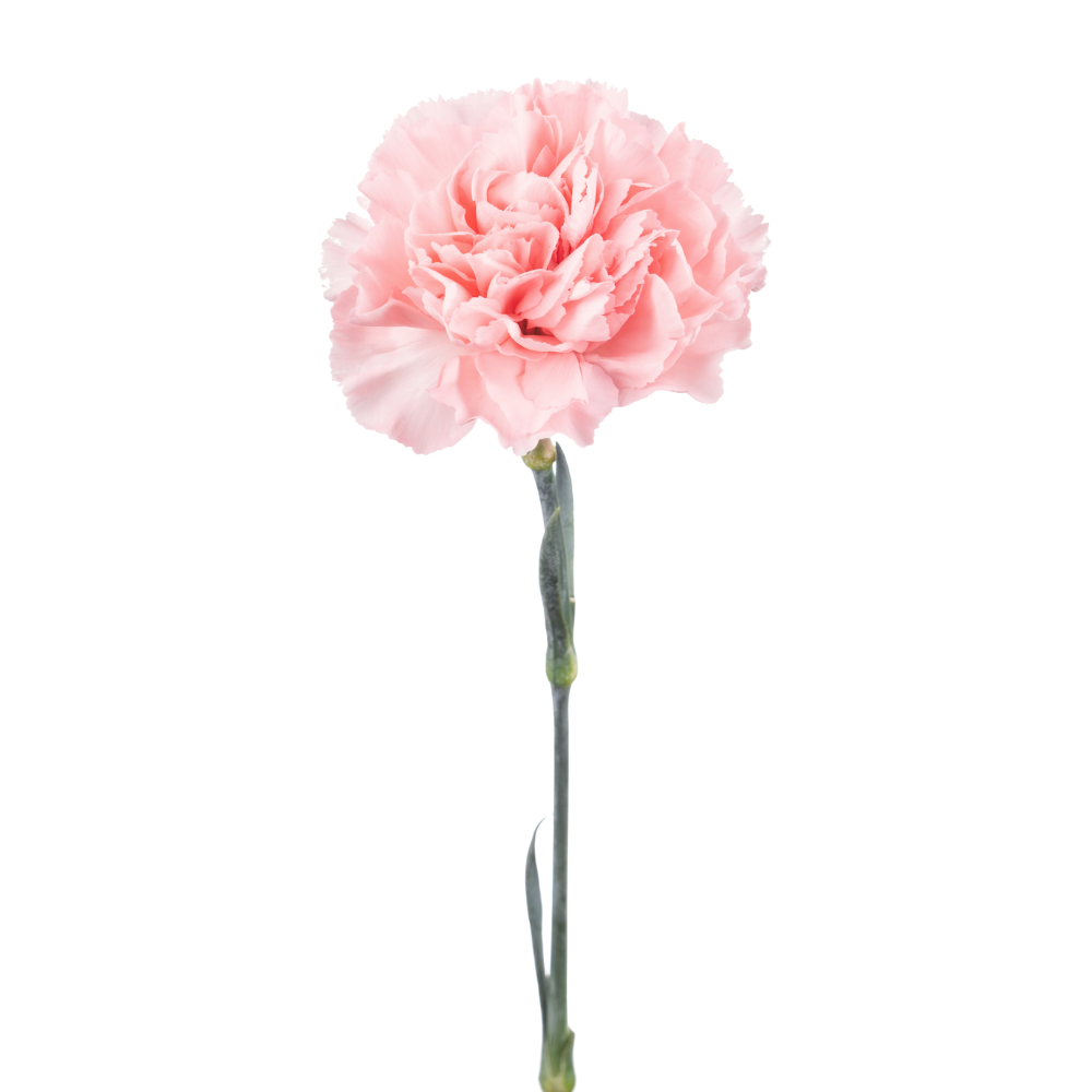 Carnation cute