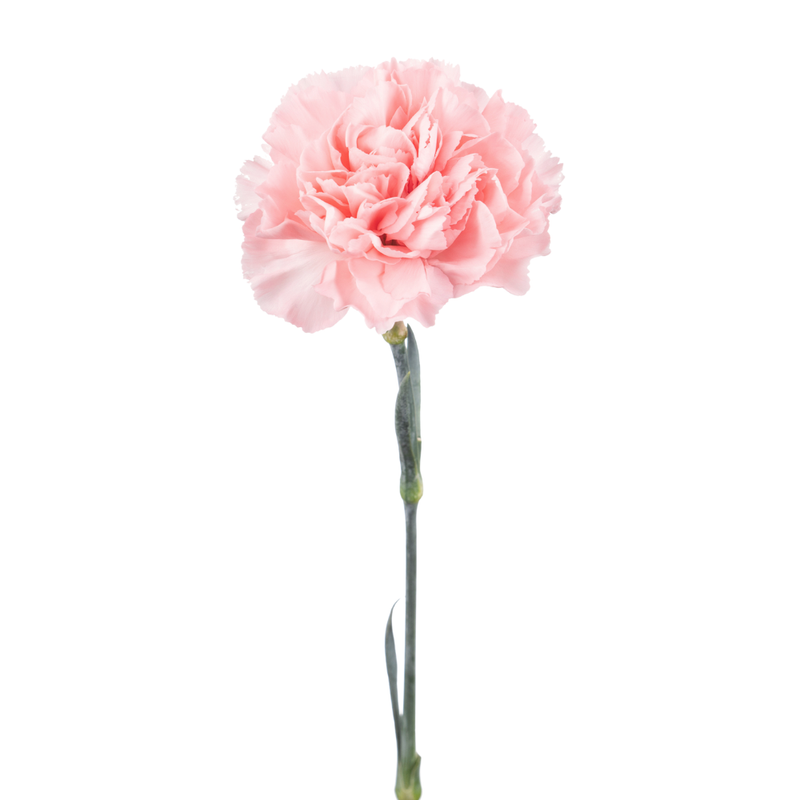 Carnation cute