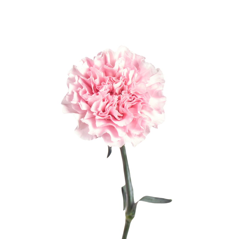 Carnation damina