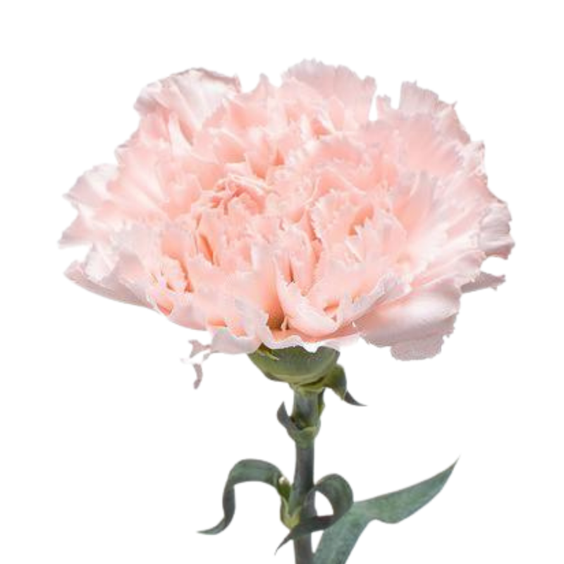 Carnation hanoi