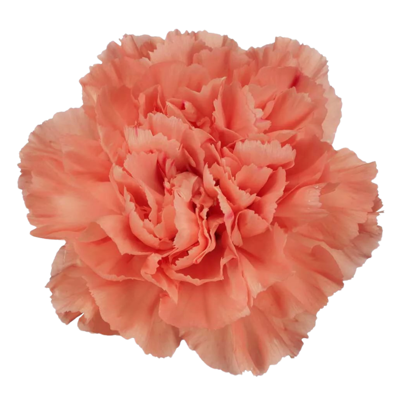 Carnation hermes orange