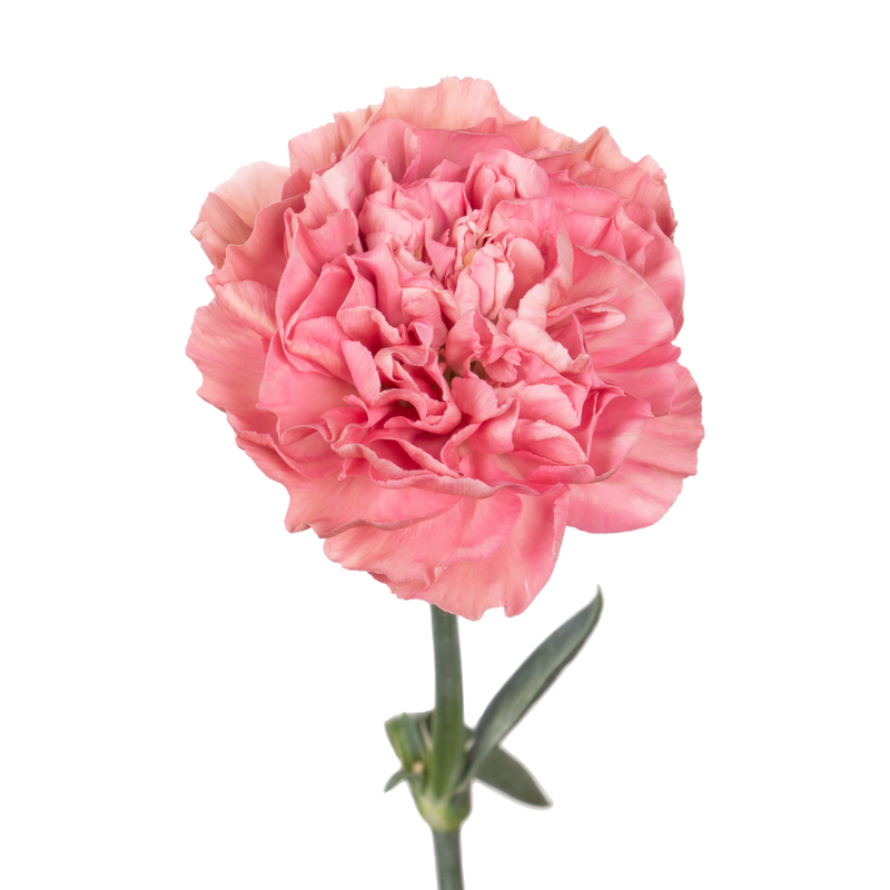 Carnation cuba love