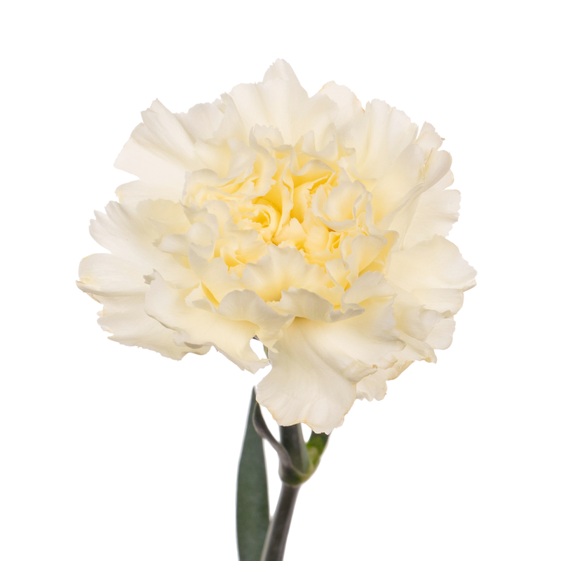 Carnation diletta crema
