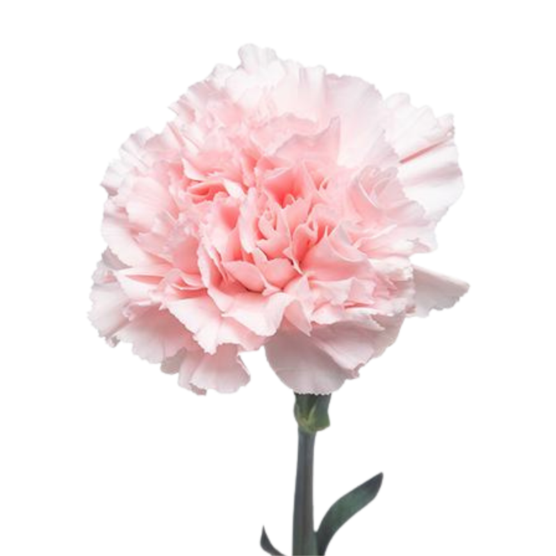 Carnation doncel
