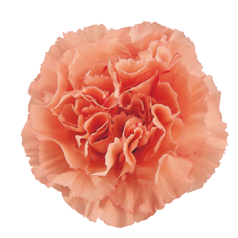 Carnation gobi