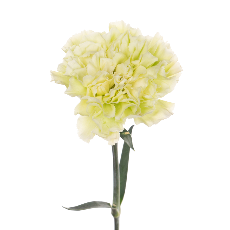 Carnation jungle
