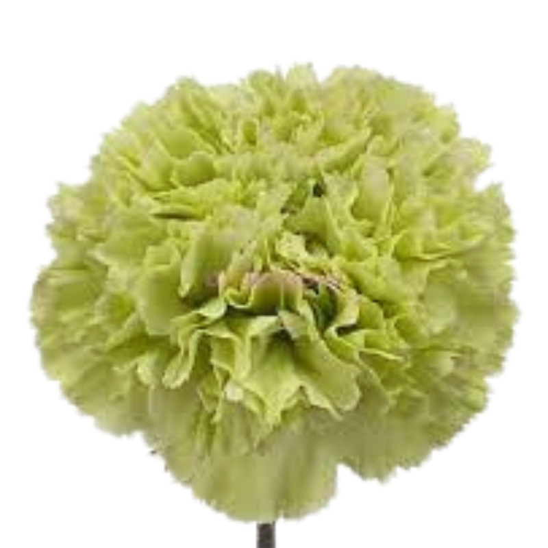 Carnation goblin