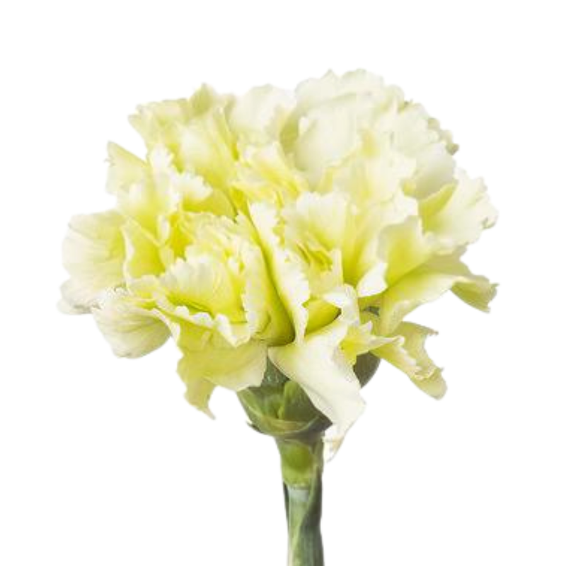 Carnation green