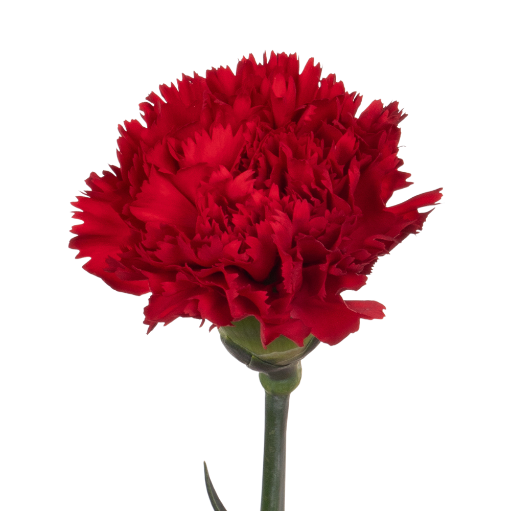 Carnation hong fu