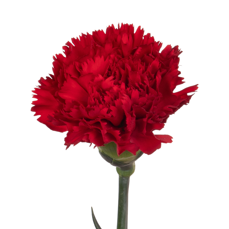Carnation hong fu