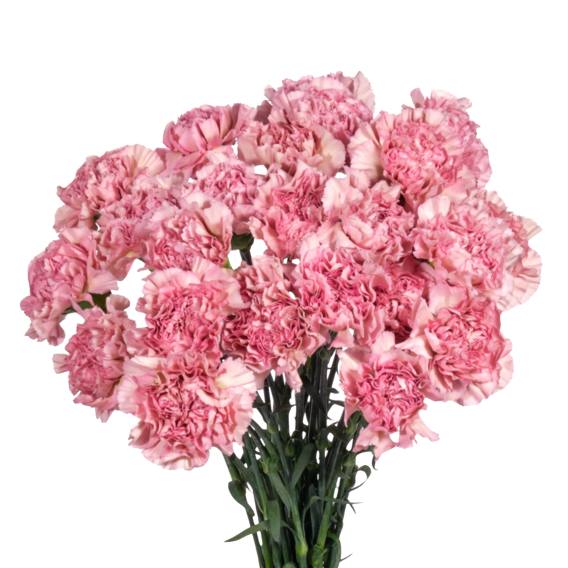 Carnation lege pink