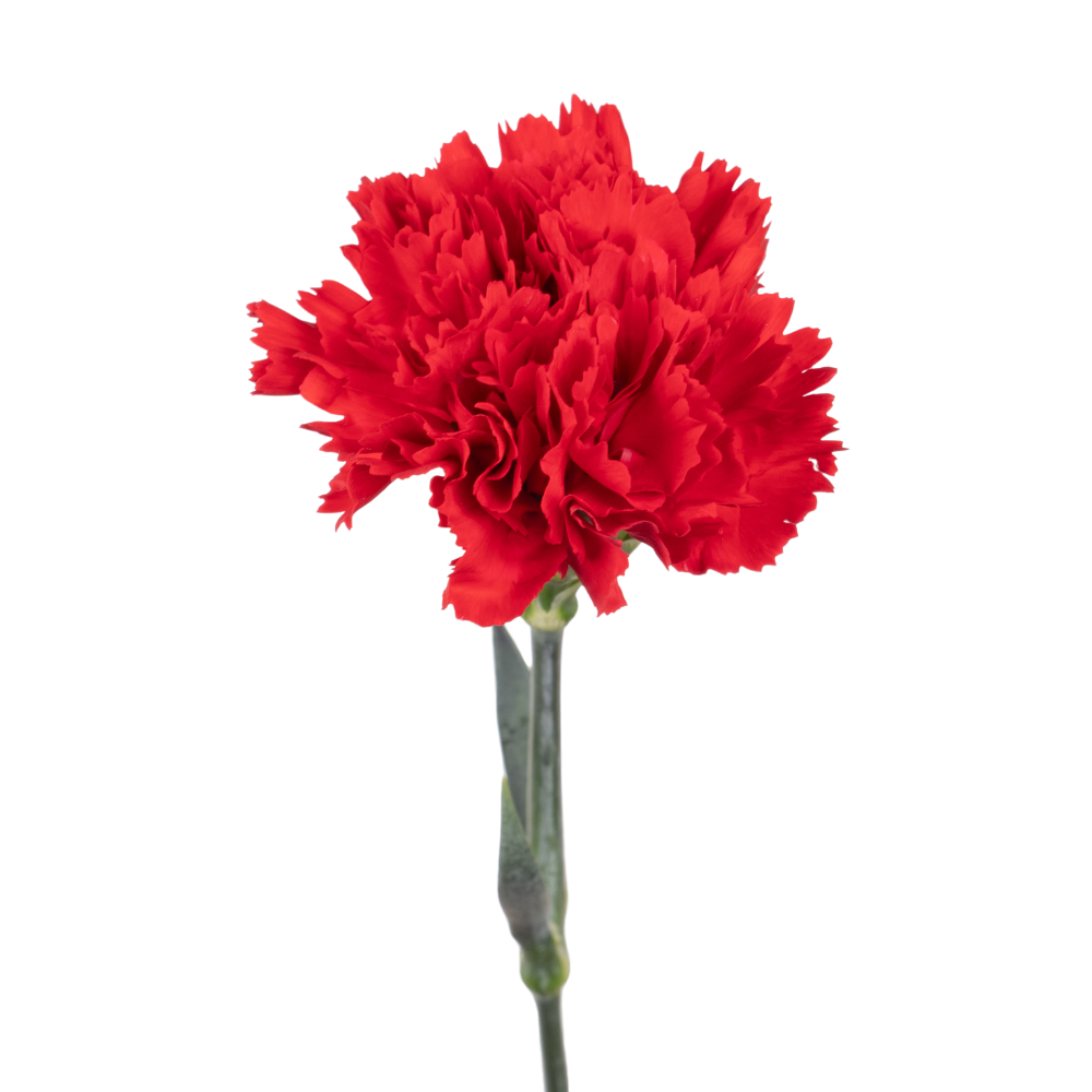 Carnation marte