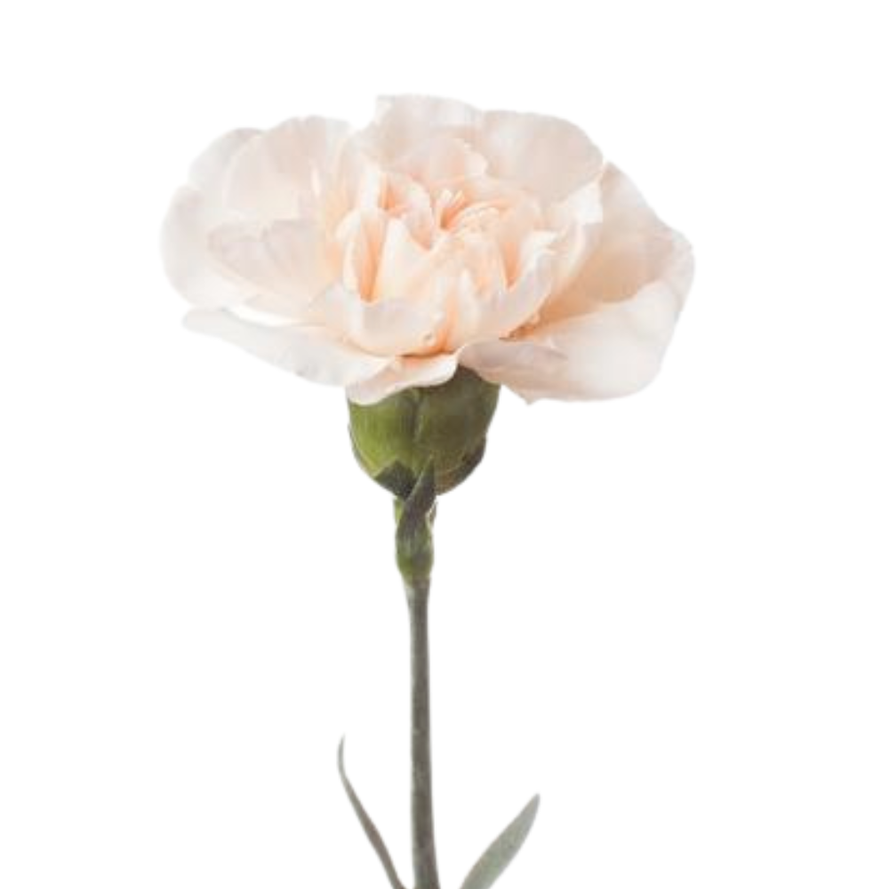 Carnation lizzy