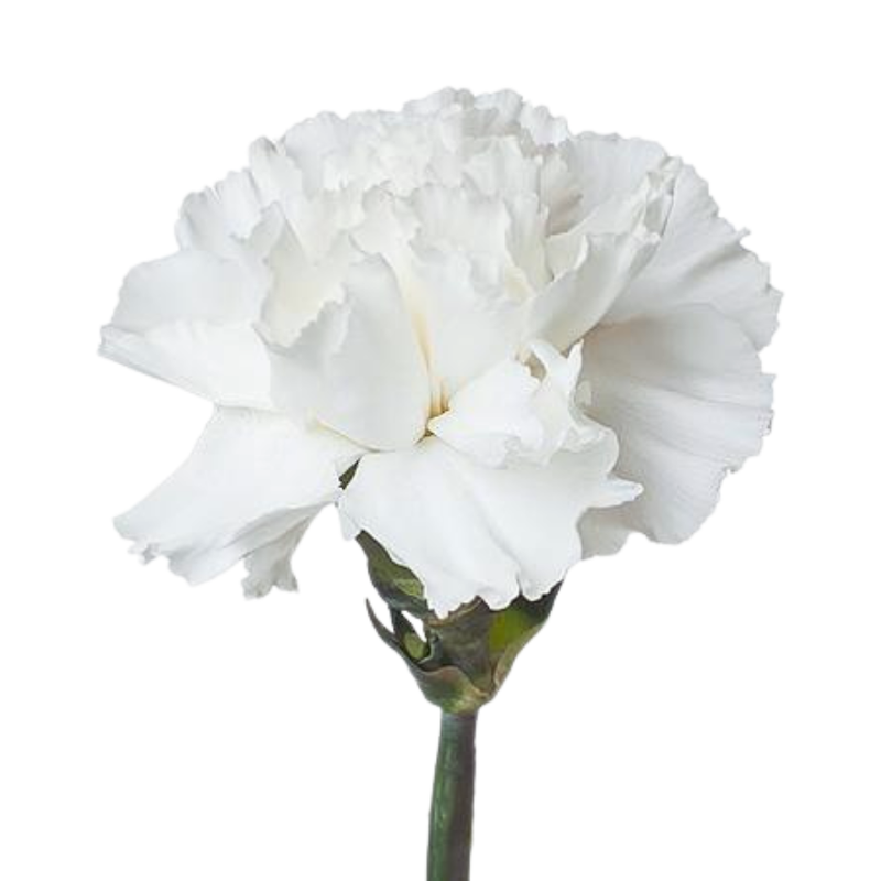 Carnation moonlight white