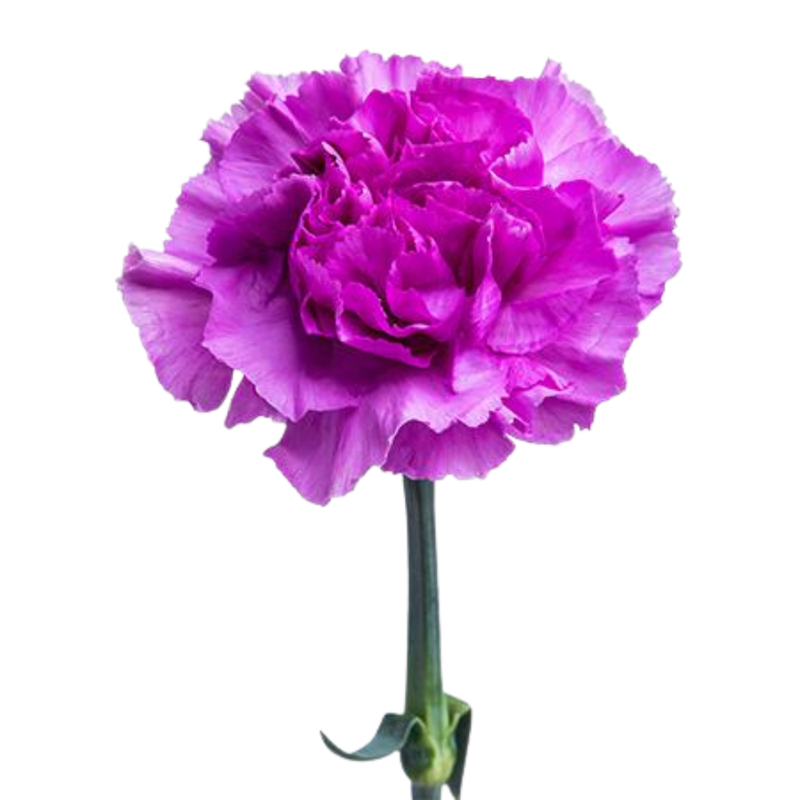 Carnation moonlite
