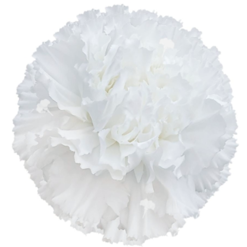 Carnation nives