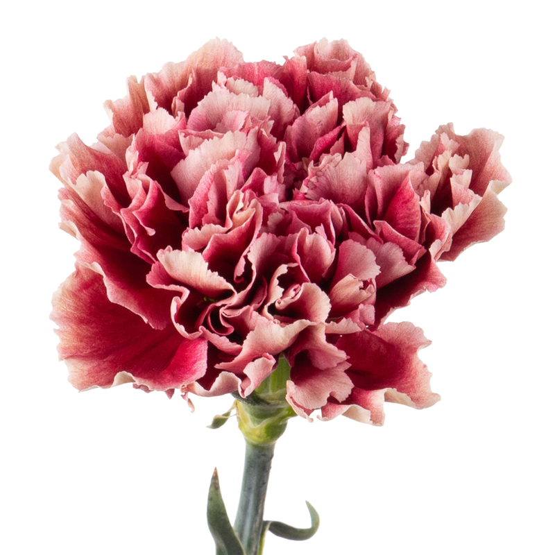 Carnation merletto purple