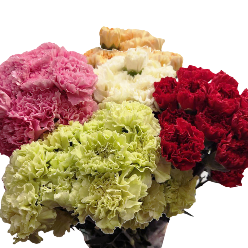 Carnation mix