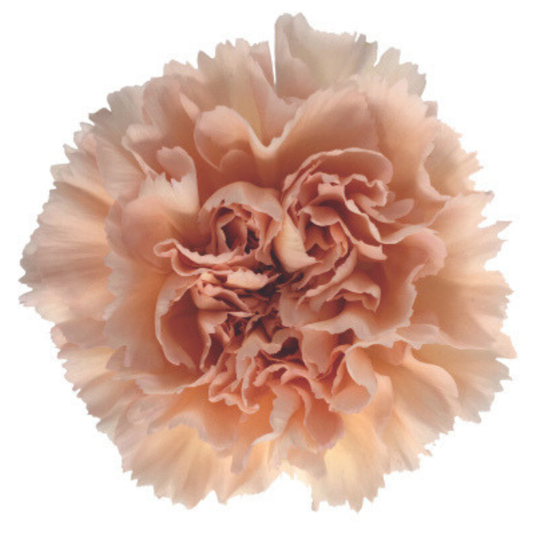 Carnation peach mambo