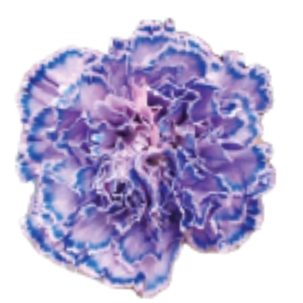 Carnation tinted breeze