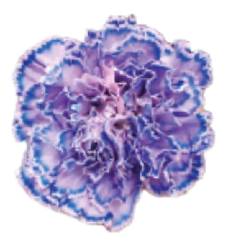 Carnation tinted breeze