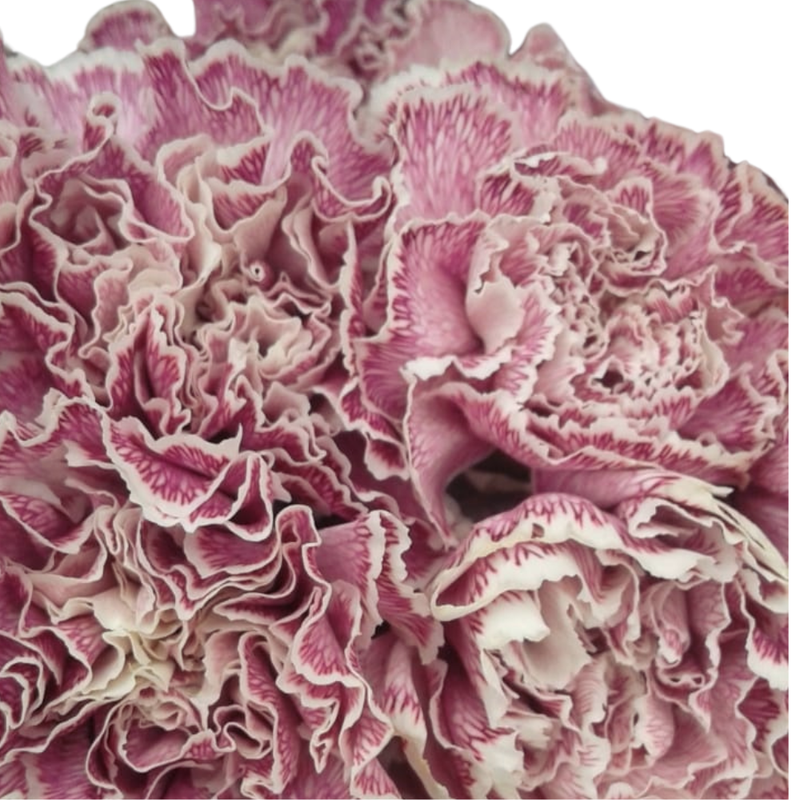 Carnation tinted broly
