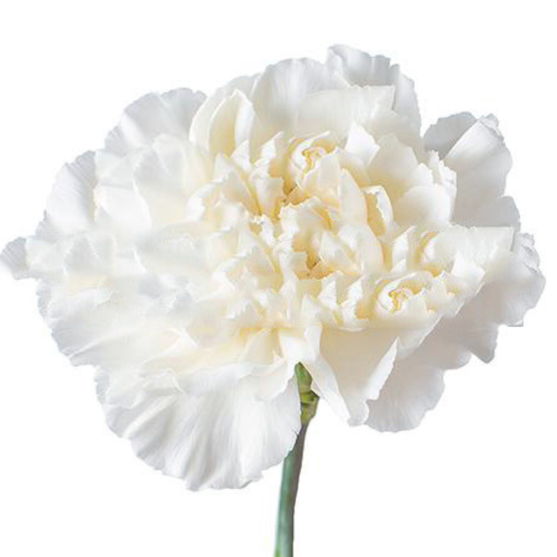 Carnation polar route