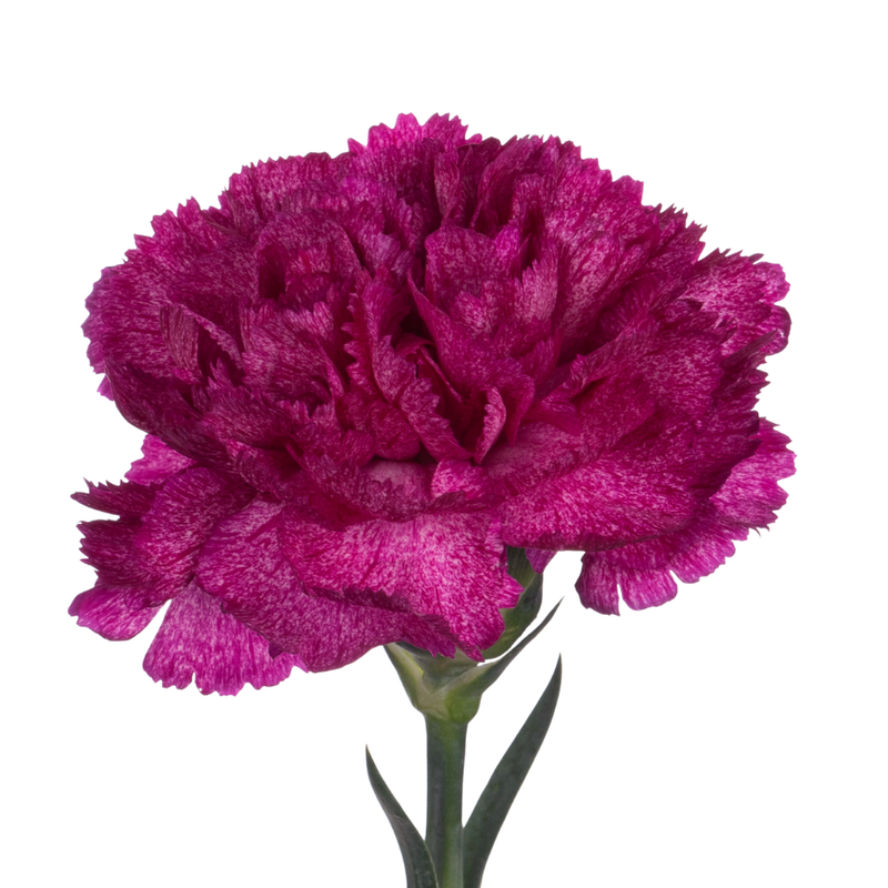 Carnation purple pixel