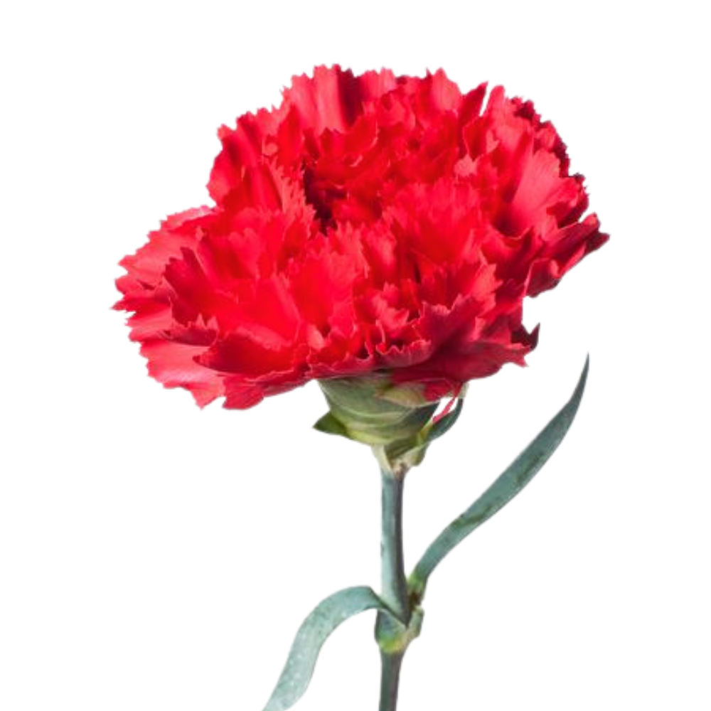 Carnation red