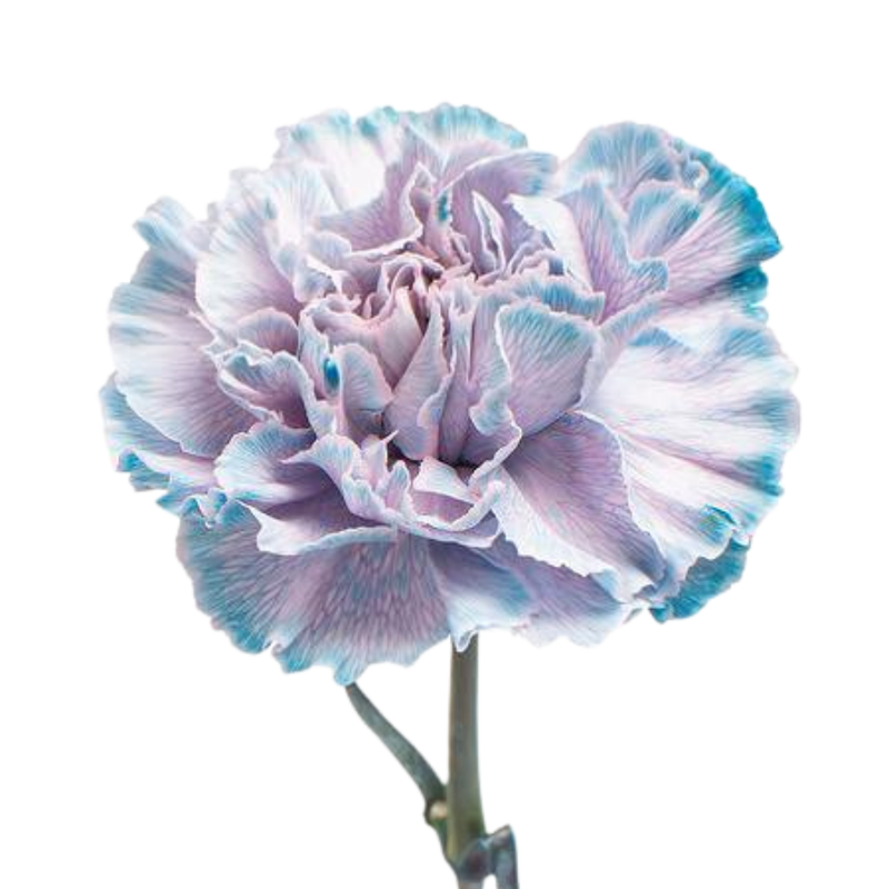 Carnation tinted fear dark