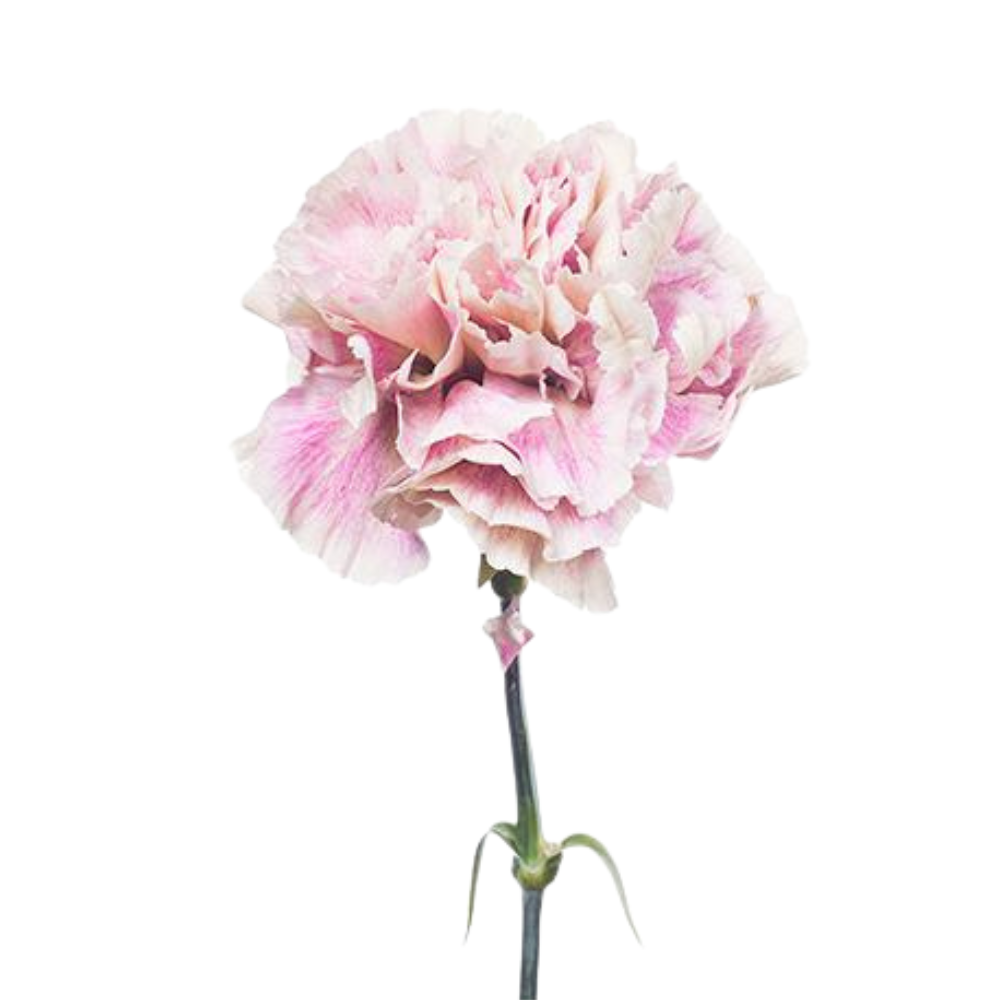 Carnation tinted nimp