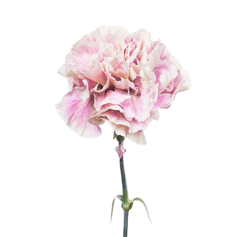 Carnation tinted nimp