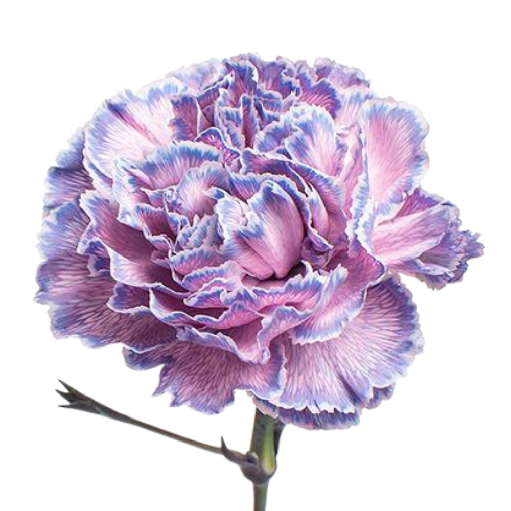Carnation tinted yona dark