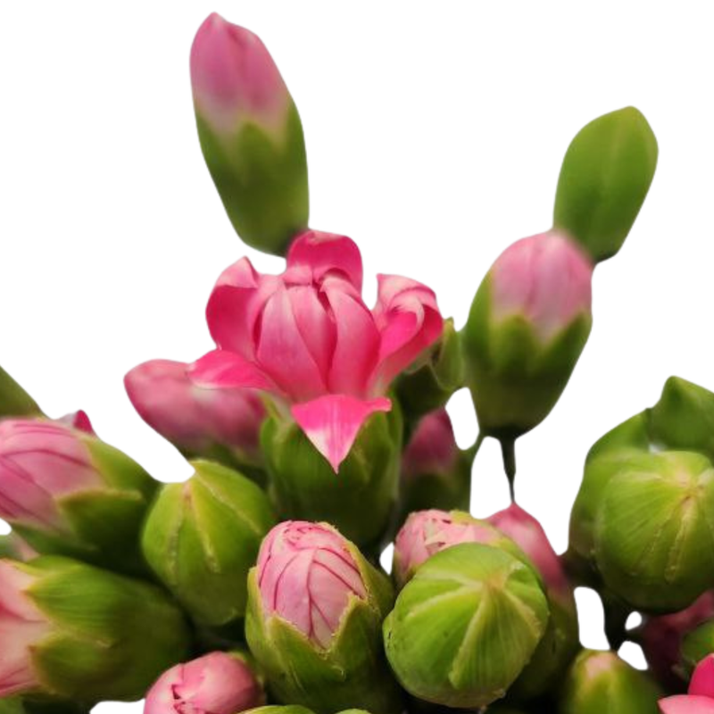 Carnation Spray pink star prince