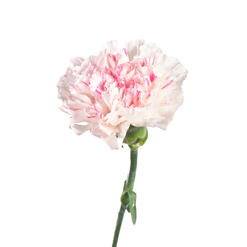 Carnation yukari cherry