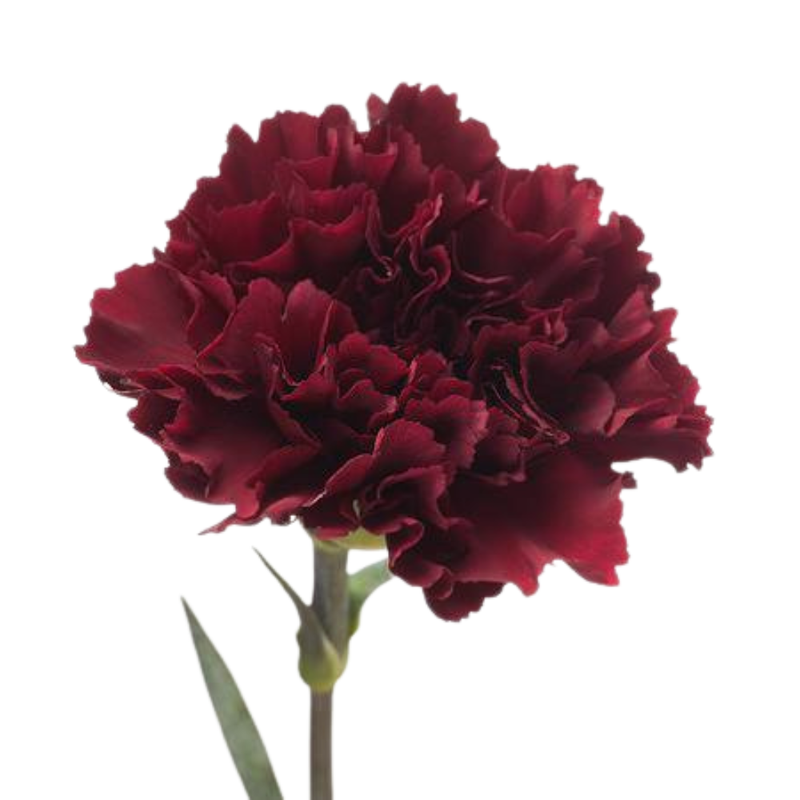 Carnation zurigo