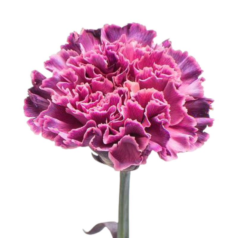 Carnation tinted killua light