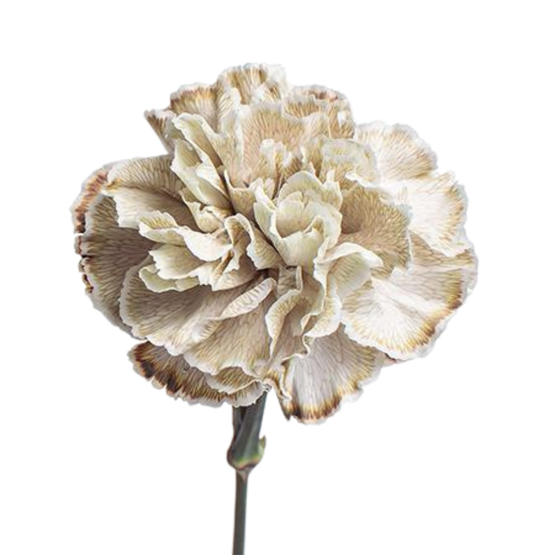 Carnation tinted revy