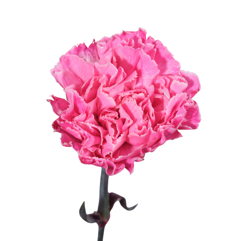 Carnation tinted toph light