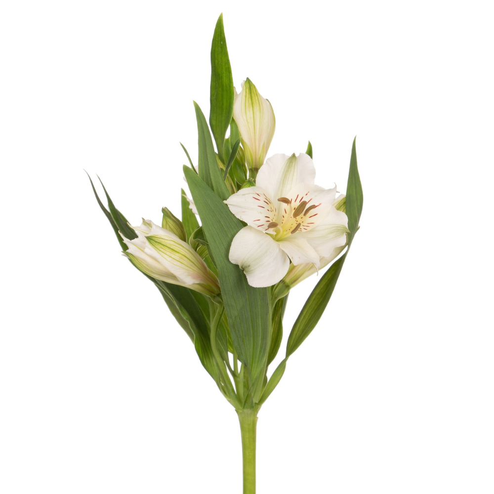 Alstroemeria akemi