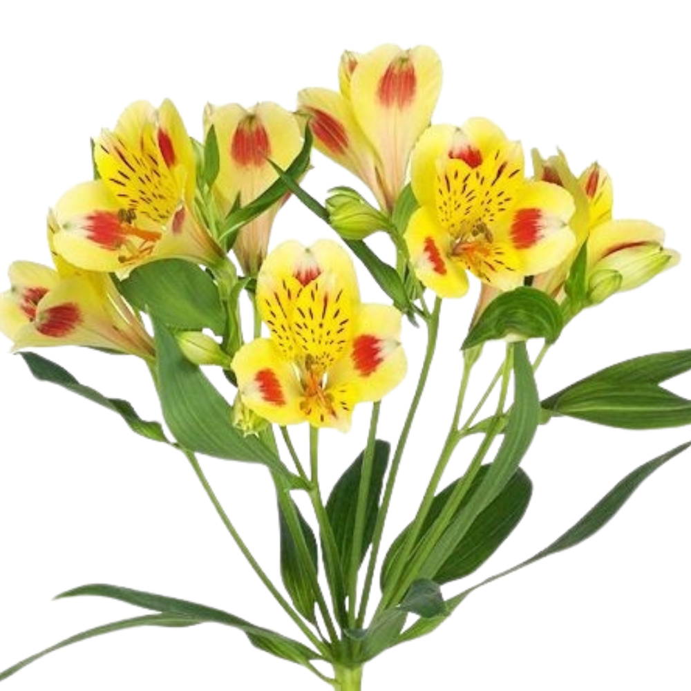 Alstroemeria bali