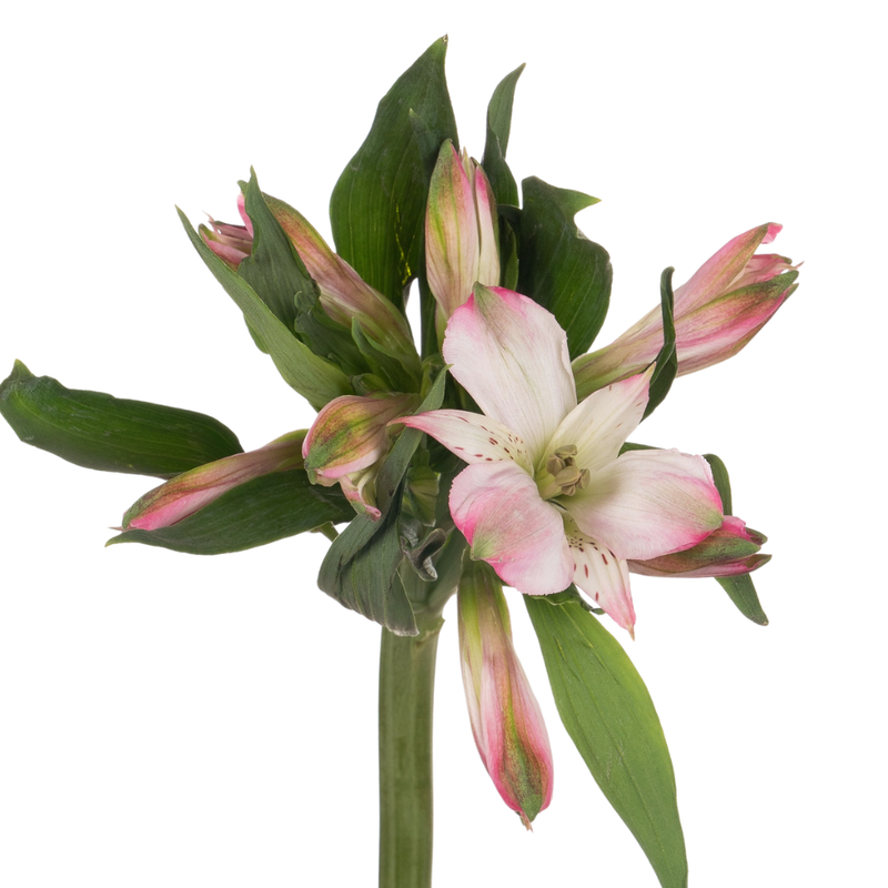 Alstroemeria avianna