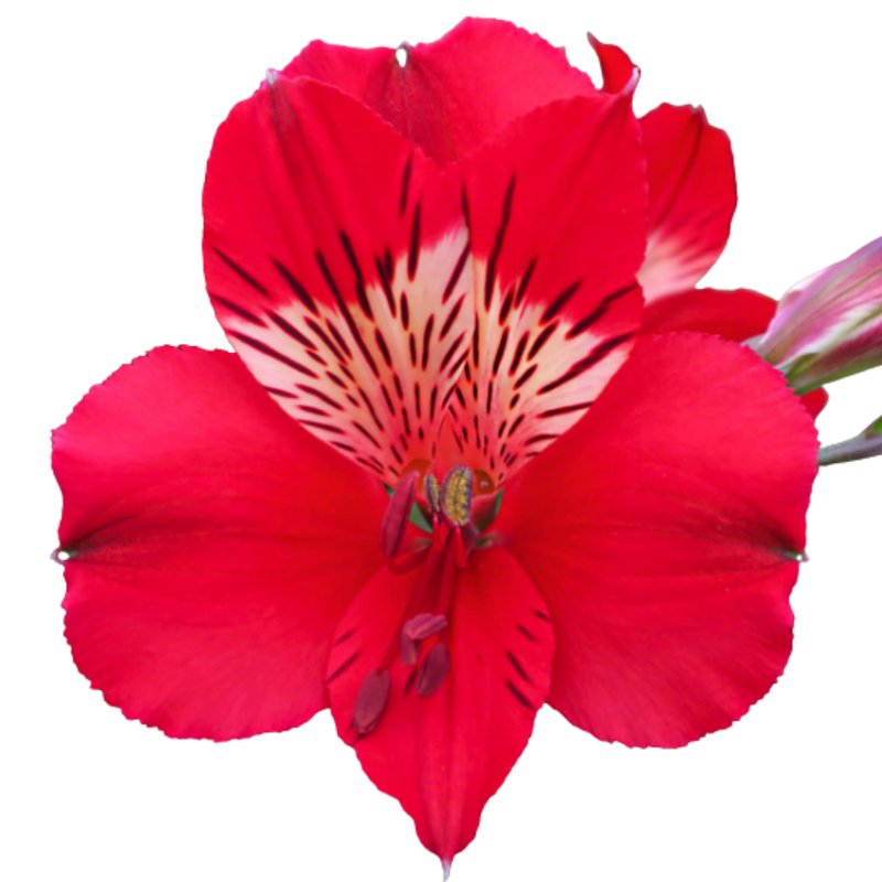 Alstroemeria bahia