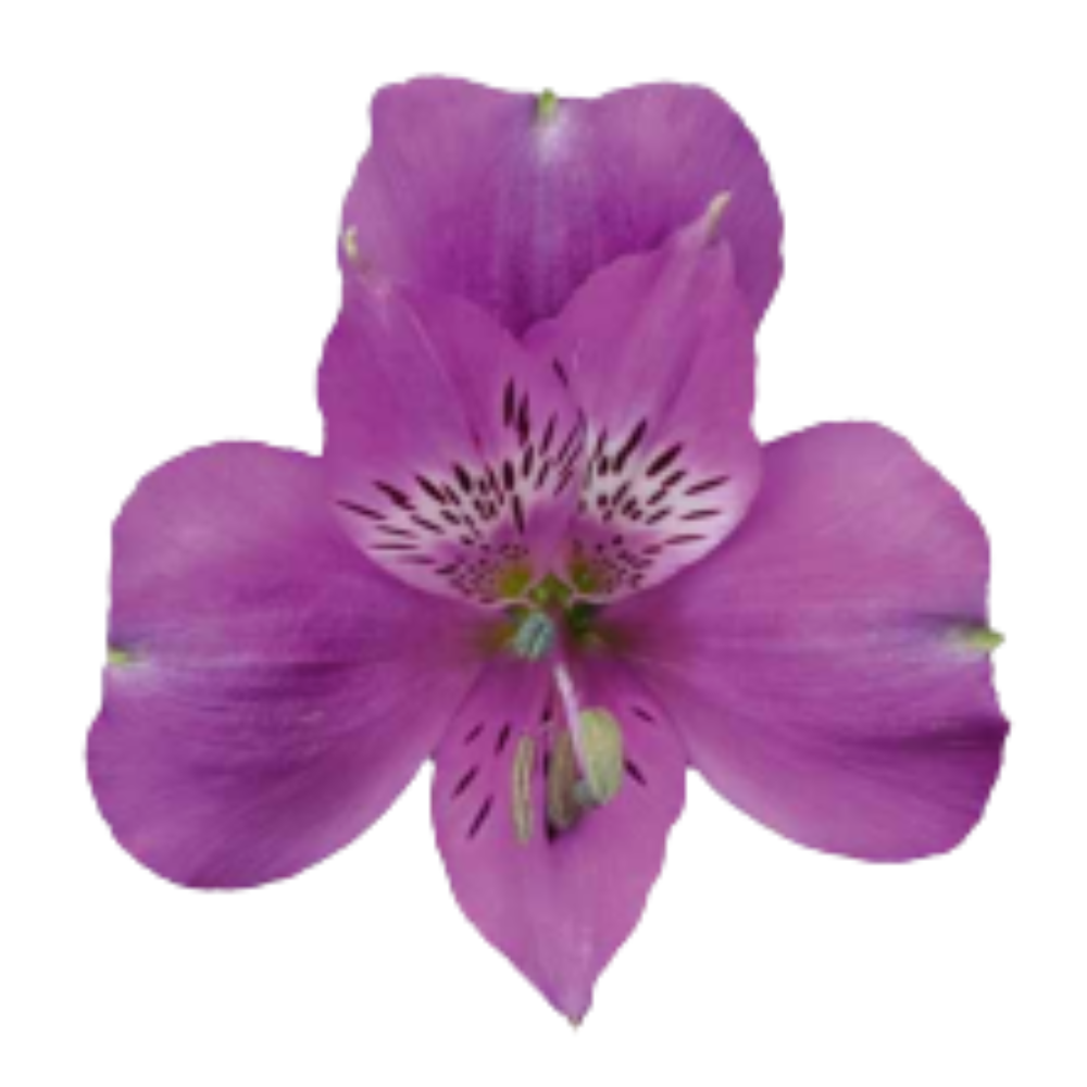 Alstroemeria camaro