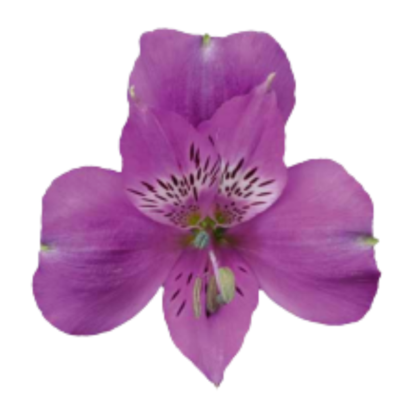 Alstroemeria camaro