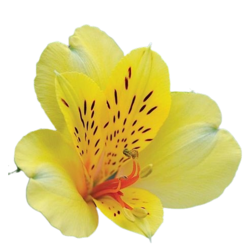 Alstroemeria canari